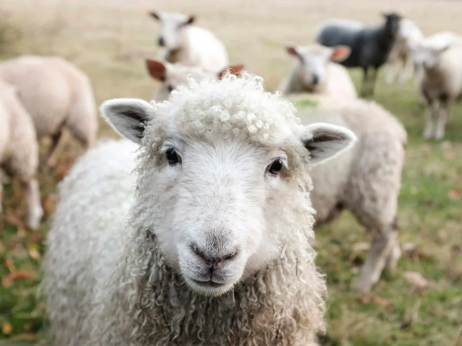 Rencontre avec un mouton irlandais