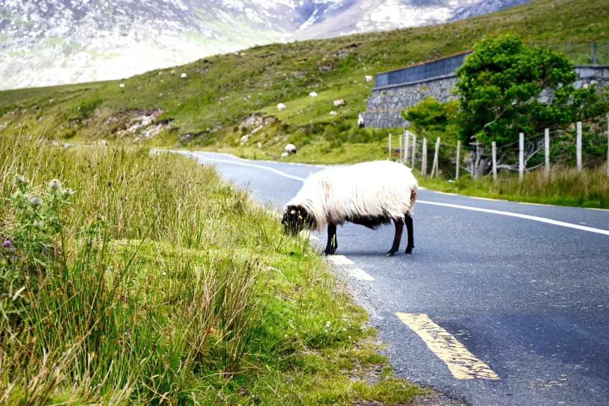 Mouton sur une route du Connemara